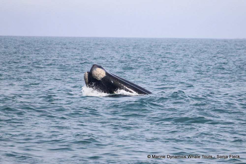 Southern right whale, whale watching, gansbaai, south africa,