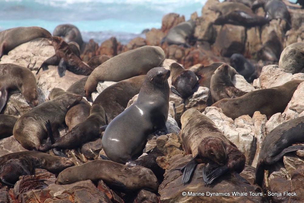 cape fur seal, whale watching, gansbaai, south africa
