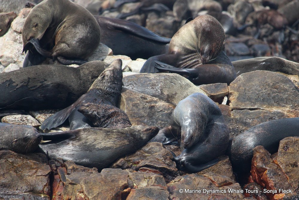 cape fur seal, whale watching, gansbaai, south africa