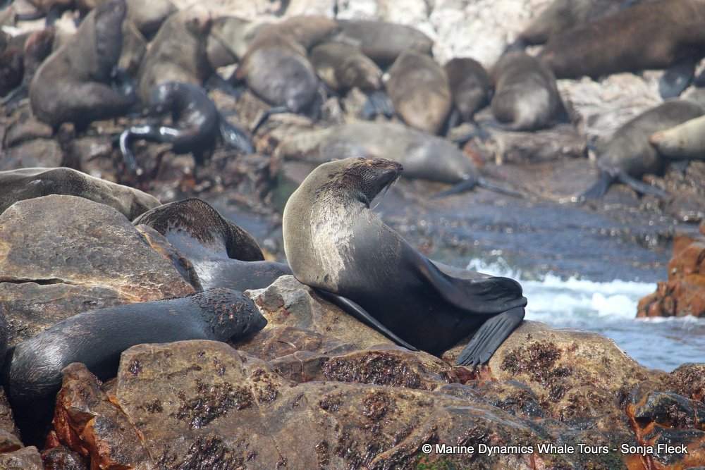 cape fur seal, whale watching, gansbaai, south africa