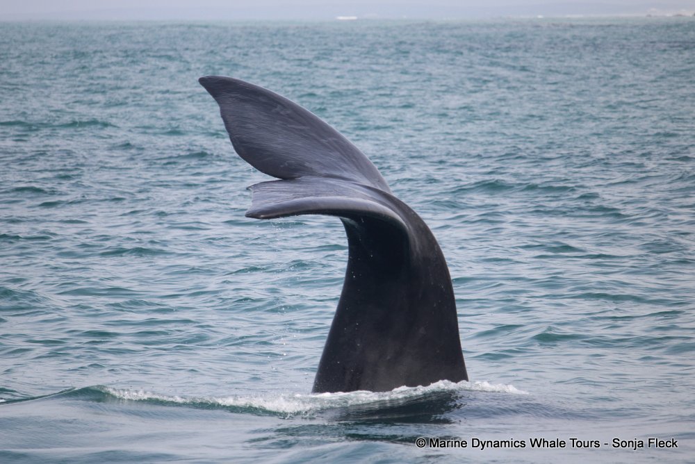 Southern right whale, whale watching, gansbaai, south africa,