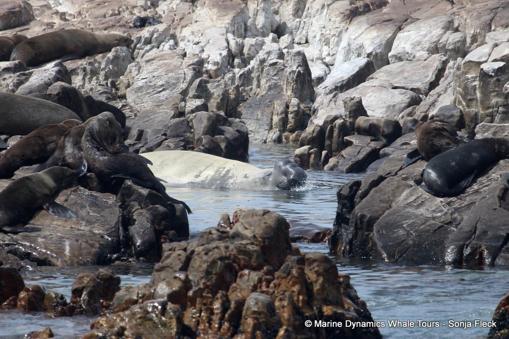 elephant seal, whale watching, gansbaai, south africa