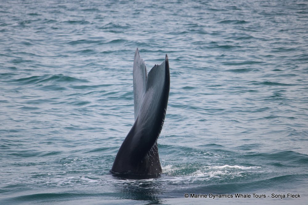 Southern right whale, whale watching, gansbaai, south africa,