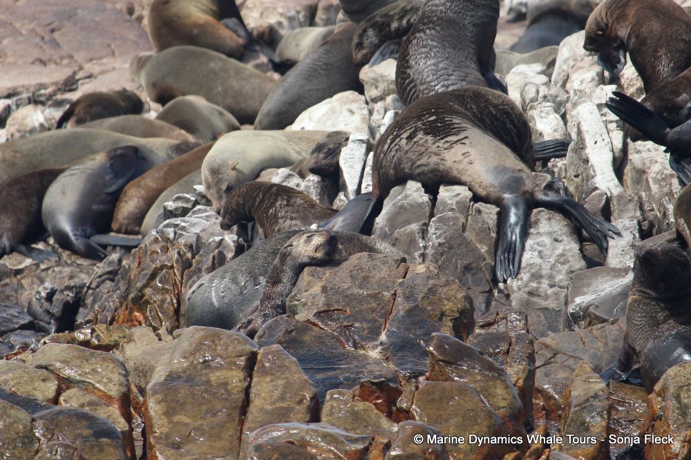 cape fur seal, whale watching, gansbaai, south africa