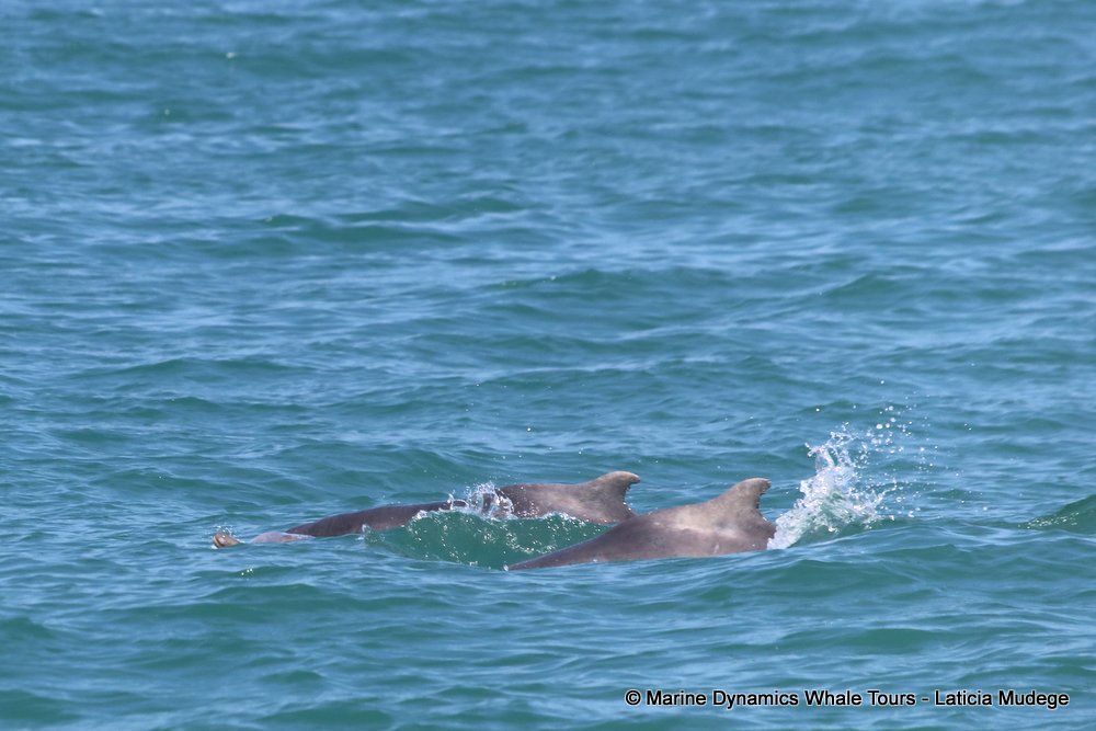 dolphin, whale watching, gansbaai, south africa,