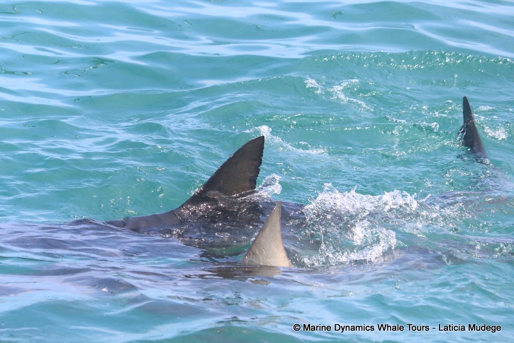 bronze whaler shark, whale watching, gansbaai, south africa,