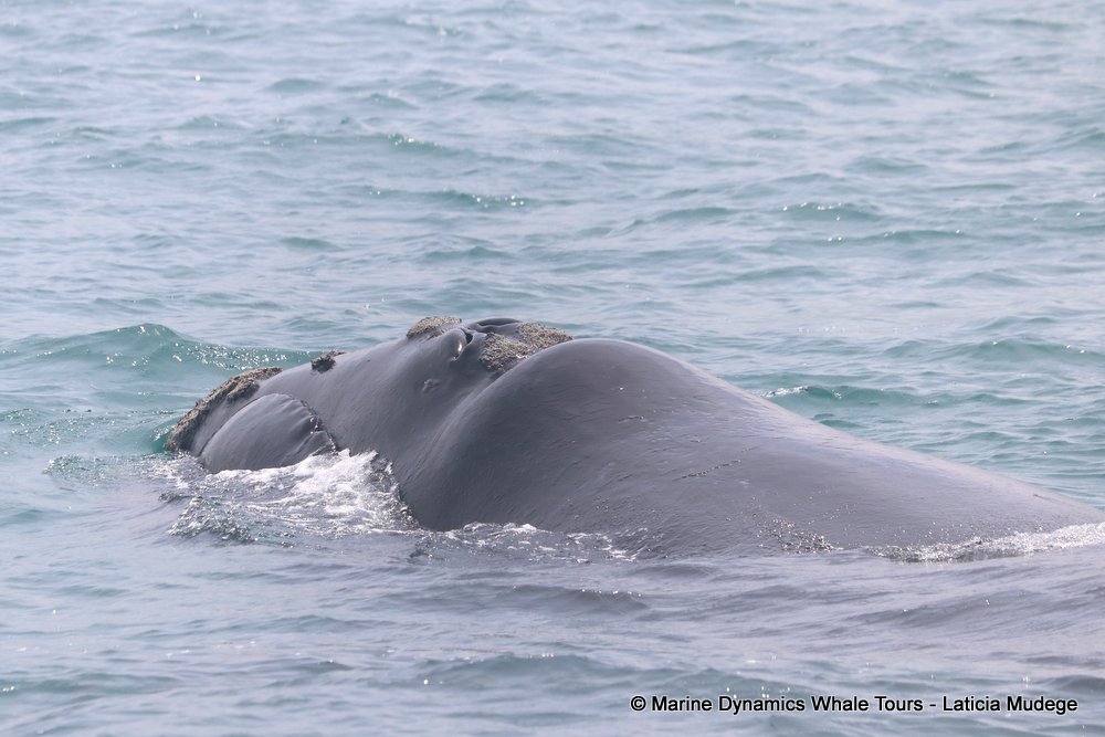 Southern right whale, whale watching, gansbaai, south africa,