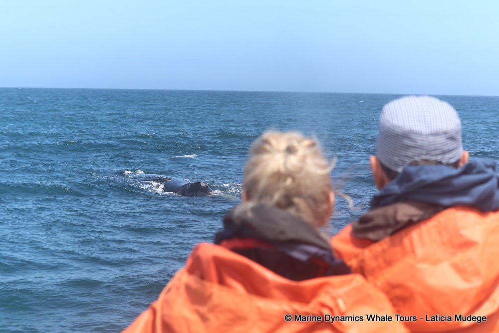 Southern right whale, whale watching, gansbaai, south africa,