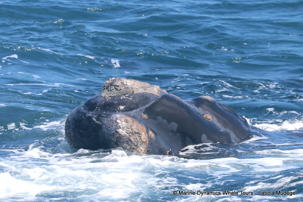 Southern right whale, whale watching, gansbaai, south africa,