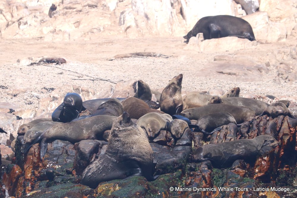 cape fur seal, whale watching, gansbaai, south africa