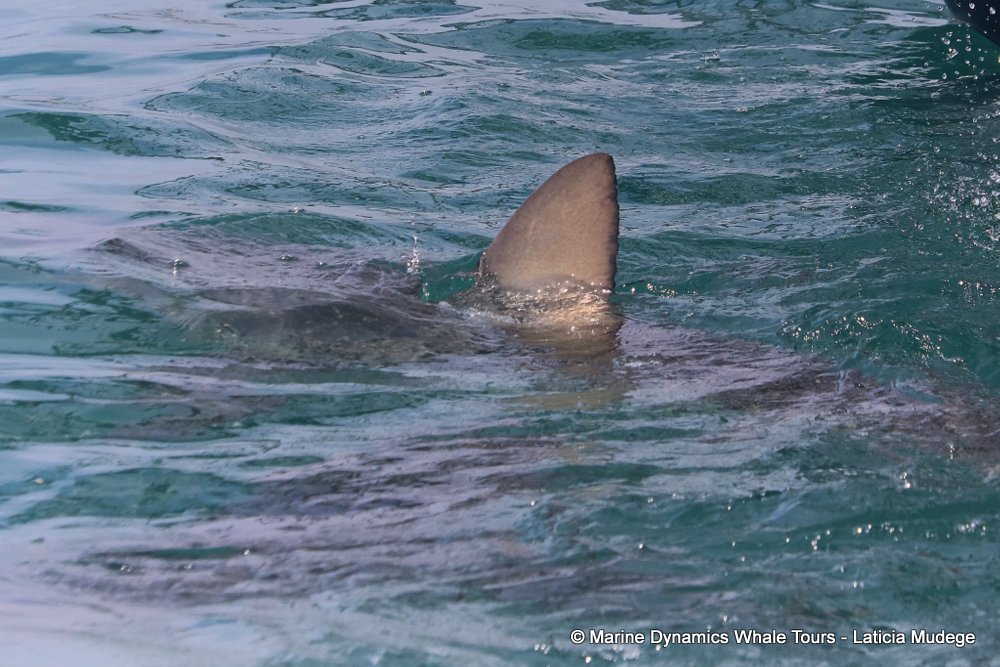 bronze whaler shark, whale watching, gansbaai, south africa,