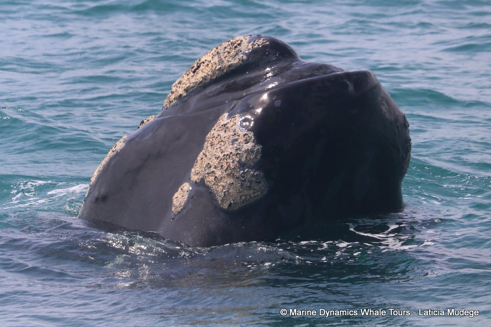 Southern right whale, whale watching, gansbaai, south africa,