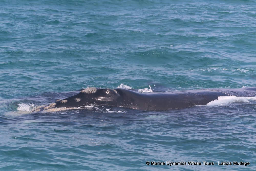 Southern right whale, whale watching, gansbaai, south africa,