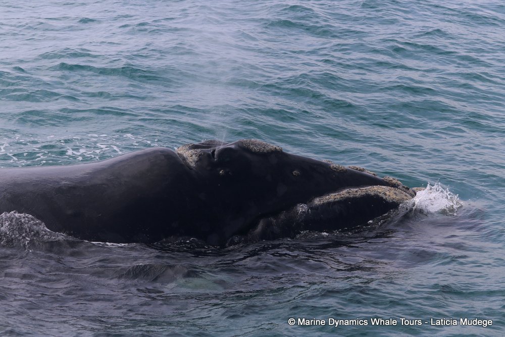 Southern right whale, whale watching, gansbaai, south africa,