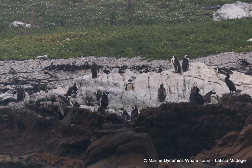 african penguin, whale watching, gansbaai, south africa
