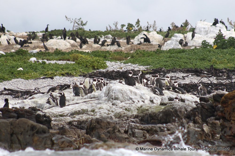 penguins, whale watching, gansbaai, south africa,