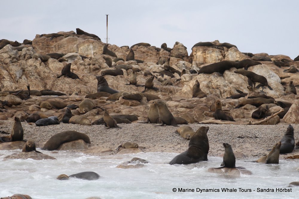 cape fur seal, whale watching, gansbaai, south africa