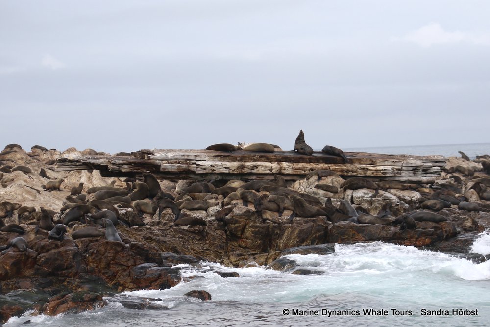 cape fur seal, whale watching, gansbaai, south africa