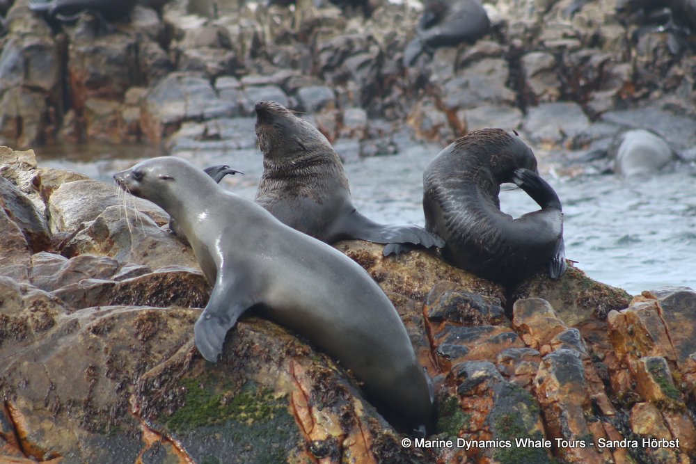 cape fur seal, whale watching, gansbaai, south africa