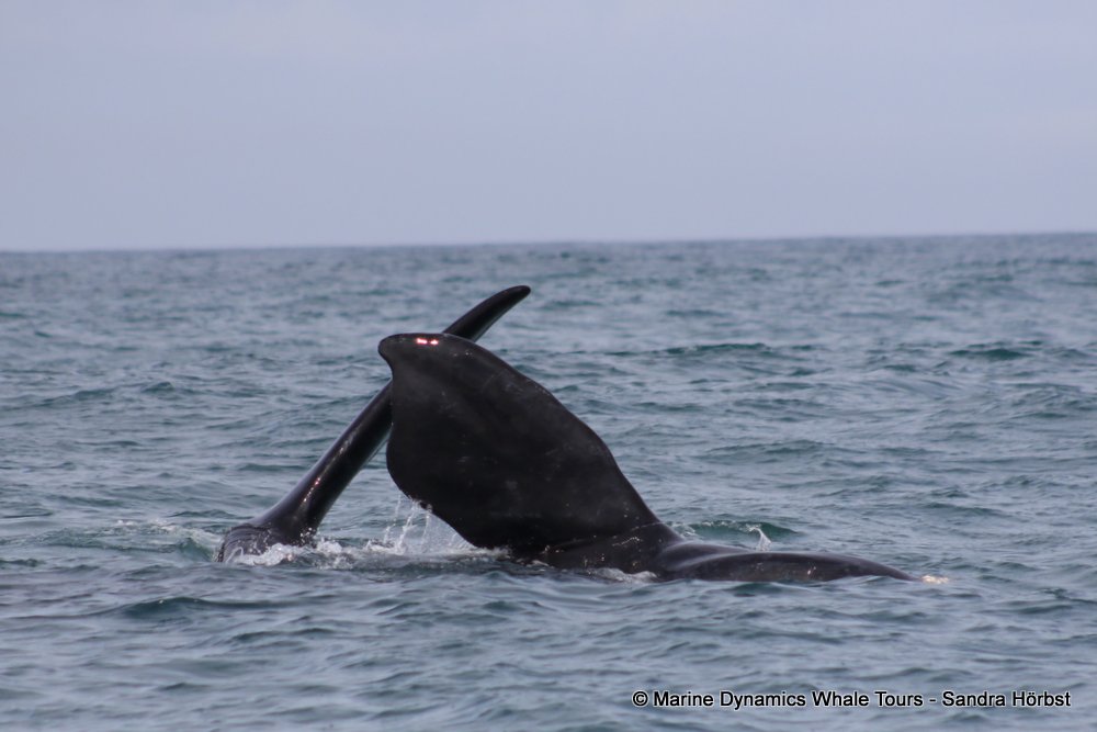 Southern right whale, whale watching, gansbaai, south africa,
