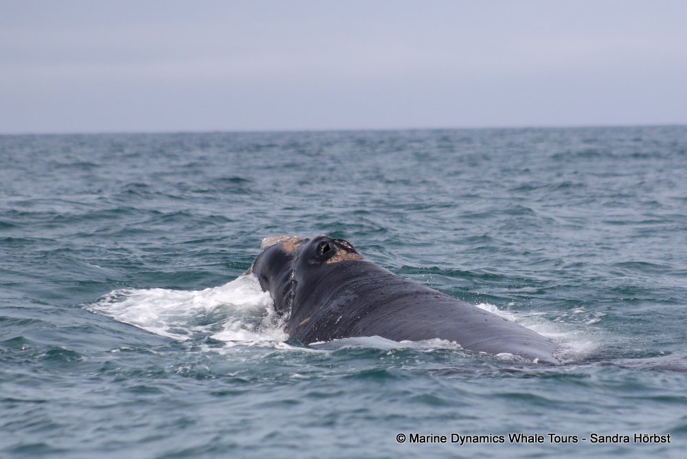 Southern right whale, whale watching, gansbaai, south africa,