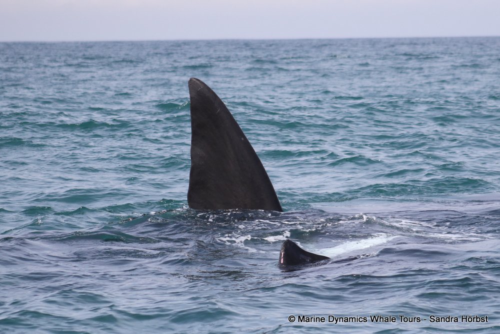 Southern right whale, whale watching, gansbaai, south africa,