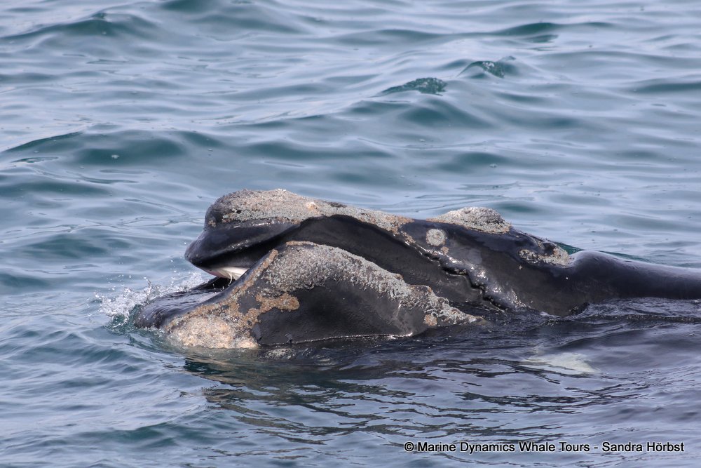 Southern right whale, whale watching, gansbaai, south africa,