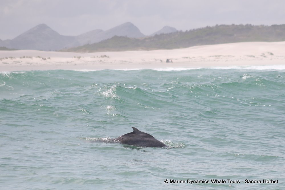 dolphin, whale watching, gansbaai, south africa,