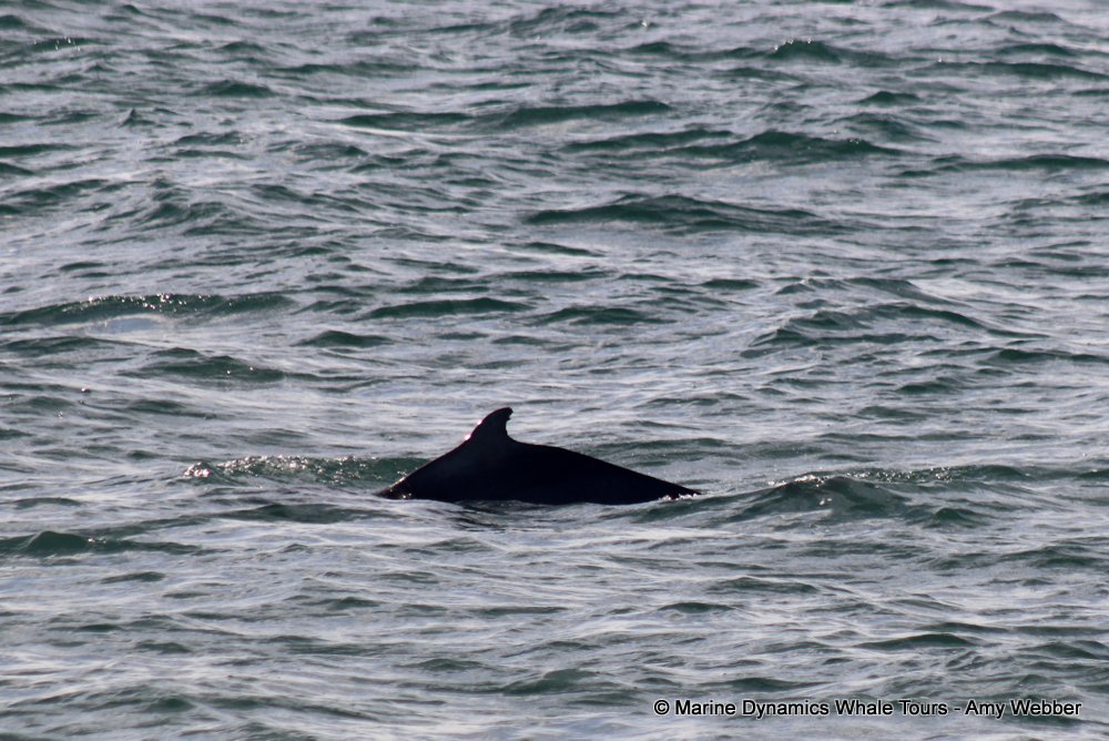 humpback dolphin, whale watching, gansbaai, south africa